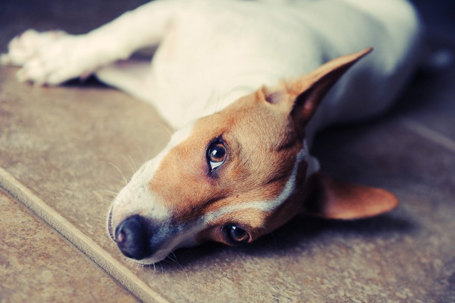 Baton Rouge dog photography Lily Hogan, our terrier - possibly Dachsund mix 7 month old puppy