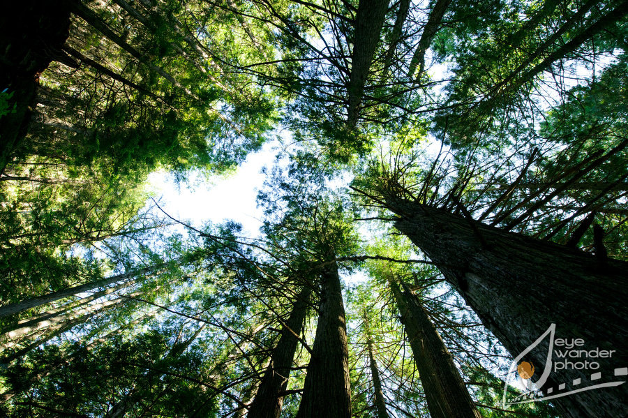 Glacier National Park Montana Looking up at Tree tops Glacier National Park Montana Looking up at Tree tops