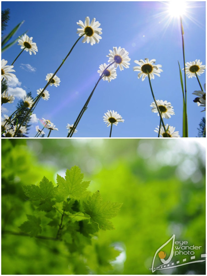 Glacier National Park Montana meadow of daisies, tree leaves Glacier National Park Montana meadow of daisies, tree leaves
