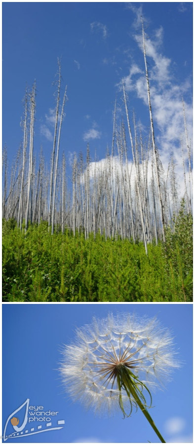 Glacier National Park Montana Landscape Photography Bare Trees, dandelion Glacier National Park Montana Landscape Photography Bare Trees, dandelion