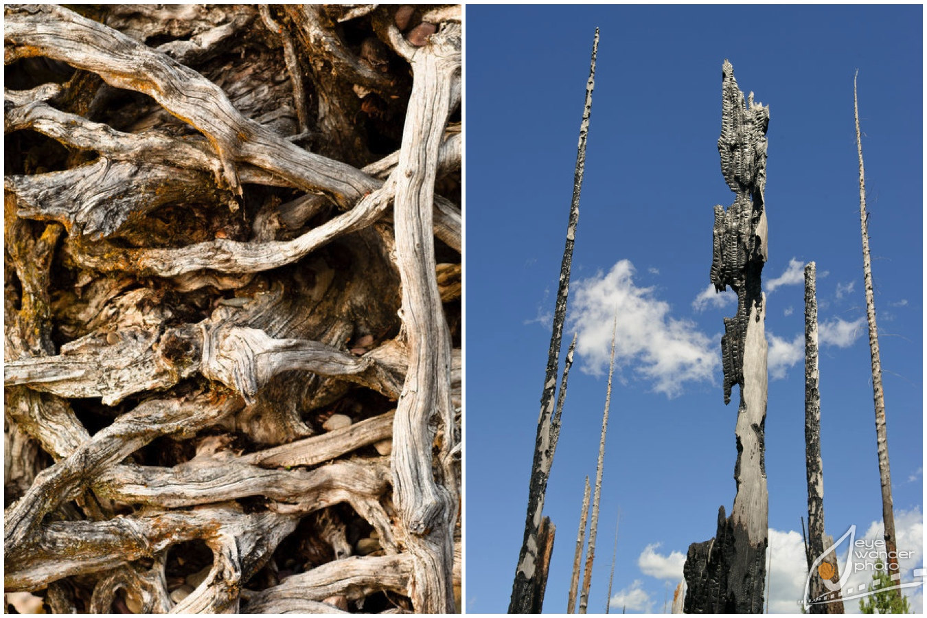 Glacier National Park Montana Burnt Tree scars, tree roots Glacier National Park Montana Burnt Tree scars, complex roots system