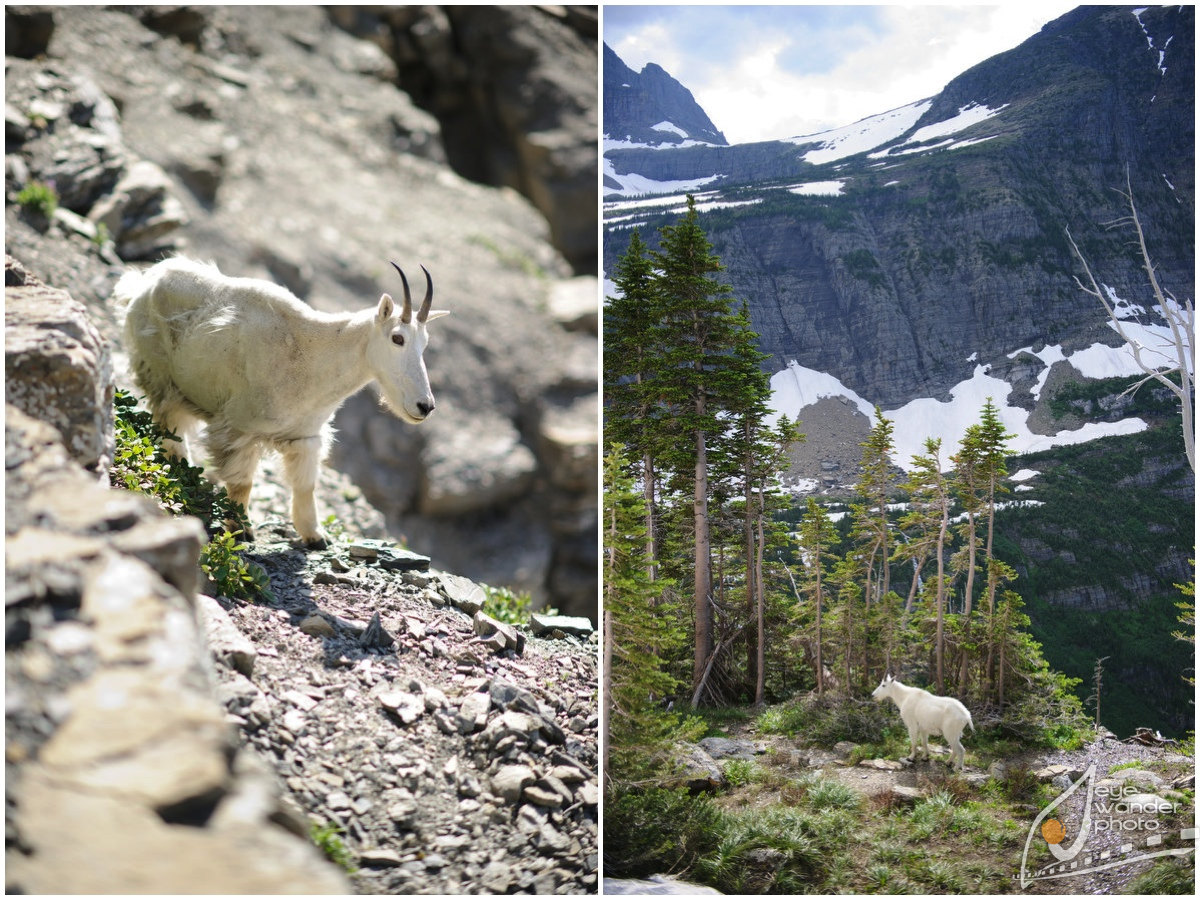 Glacier National Park Montana Landscape Photography Mountain Goat Glacier National Park Montana Landscape Photography Mountain Goat