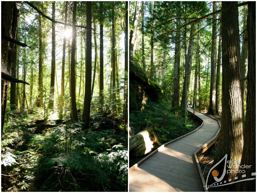 Glacier National Park Montana Landscape Photography trail in Forest Glacier National Park Montana Landscape Photography trail in Forest