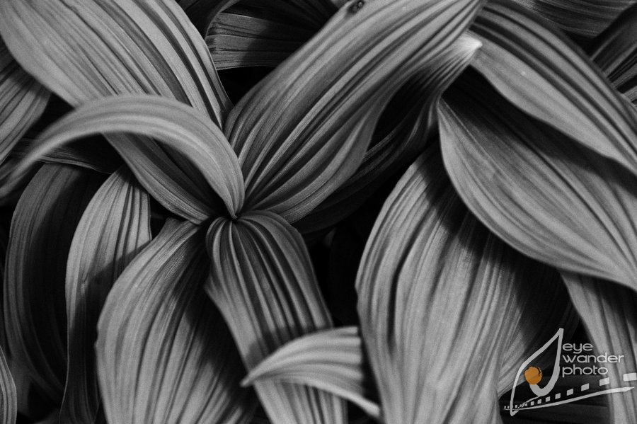 Glacier National Park Montana macro leaves Glacier National Park Montana macro leaves