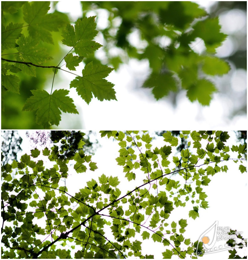 Glacier National Park Montana Tree leaves Glacier National Park Montana Tree leaves