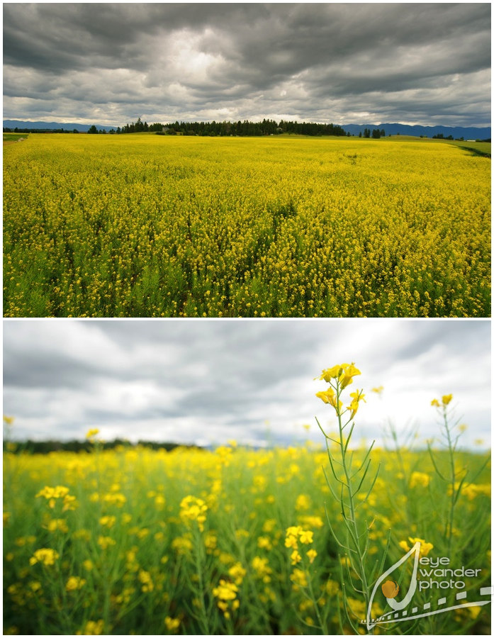 Glacier National Park Montana Landscape Photography meadow of wild flowers field Glacier National Park Montana Landscape Photography meadow of wld flowers field