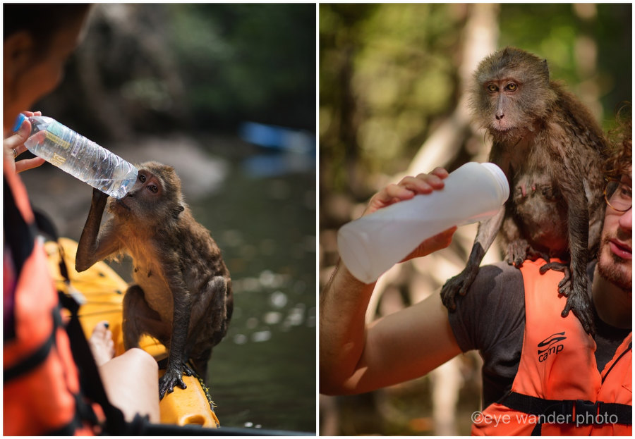 Thailand Kayaking with monkeys Thailand Kayaking with monkeys