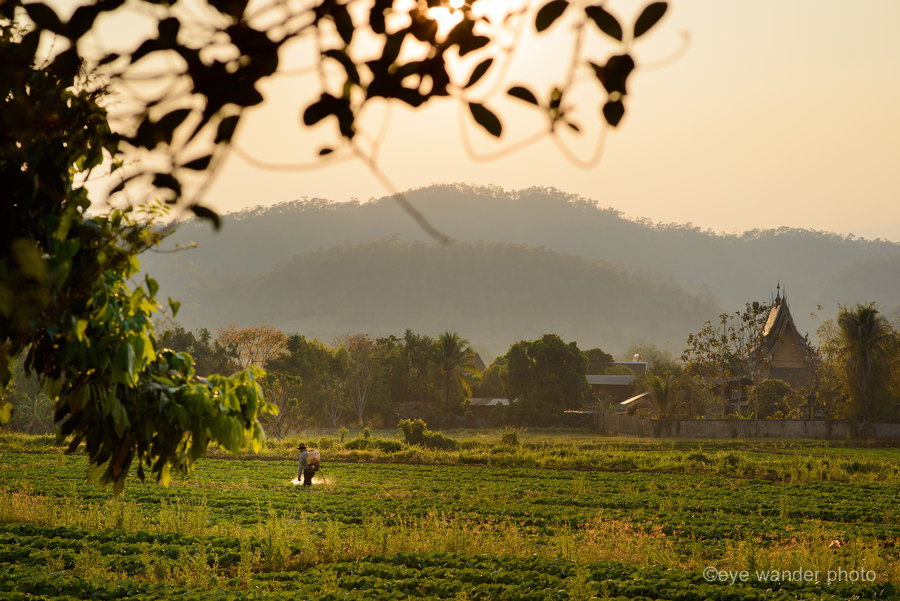 Thailand Man Spraying Fields at Dusk Thailand Man Spraying Fields at Dusk