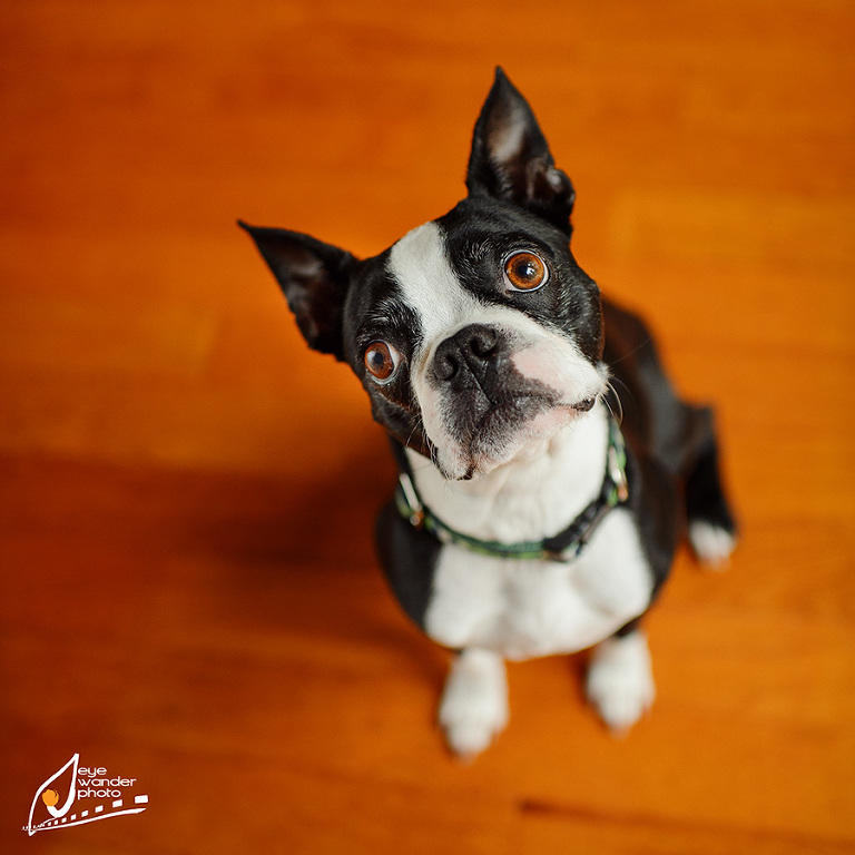 Pet Photography